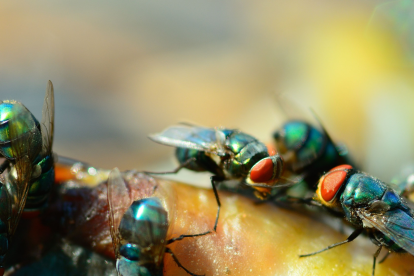 Descubren un tipo de muerte celular desconocido en los intestinos de la mosca