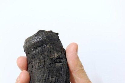 Hallan en los Alpes suizos el mayor diente de dinosaurio marino del mundo