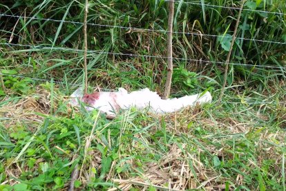 Un nuevo hecho violento dejó anonadados a los manabitas.