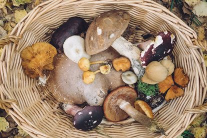 Los hongos son parte de la cadena alimenticia desde hace mucho tiempo pero ahora se piensa
