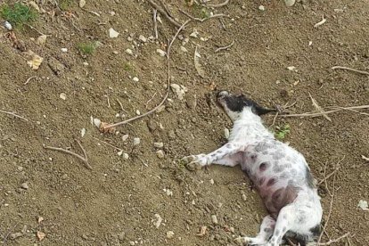 Así se encontró a los perros envenenados