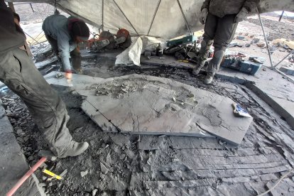 Una fotografía cedida por la Universidad de Magallanes que muestra los restos fósiles de una hembra preñada de ictiosaurio, bautizado como Fiona, en el glaciar Tyndall, ubicado en el parque nacional Torres del Paine en la Patagonia (Chile). El fósil de una hembra preñada de ictiosaurio, bautizado como “Fiona”, fue encontrado en un glaciar de la Patagonia chilena y se convirtió en el primer reptil marino extinto de este tipo desenterrado de manera completa, informaron este martes sus descubridores. EFE/ Universidad Magallanes SOLO USO EDITORIAL SOLO DISPONIBLE PARA ILUSTRAR LA NOTICIA QUE ACOMPAÑA (CRÉDITO OBLIGATORIO)