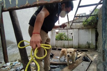 El perrito se resistía a dejar la casa abandonada.