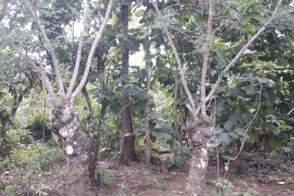 Debajo de unos árboles fueron hallados los cuerpos, la tarde del lunes 16 de mayo.