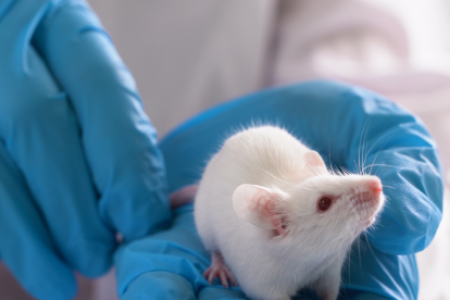 Prueban con éxito en ratones células madre para atacar el glioblastoma