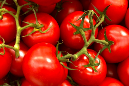 Tomates editados genéticamente, una fuente rica de vitamina D