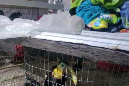 Parte de los animales que el sospechoso tenía en su casa.