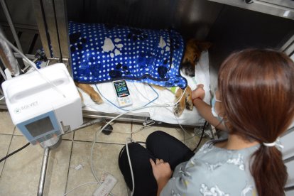 La mascota recibe fuertes medicamentos para el dolor en una veterinaria privada.