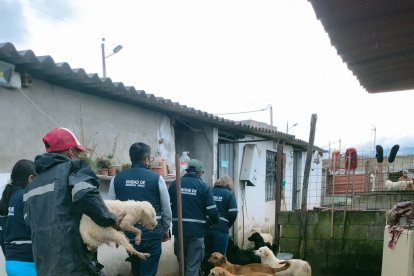 La Unidad de Bienestar Animal se llevó a algunos caninos a sus instalaciones.