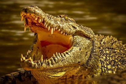 ¡Hombre confunde a un caimán con un perro y se lleva una soberana clavada de dientes!