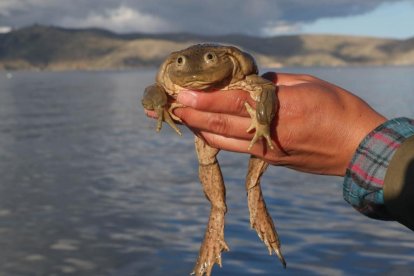 Las autoridades informaron que los animales, en peligro de extinción, iban a ser utilizados para la preparación de caldos, debido a que se les atribuye propiedades medicinales no comprobadas científicamente.