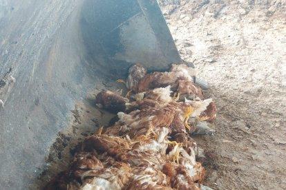 ungurahua ya reflejan pérdidas de al menos 130 millones de dólares en estos ocho días.