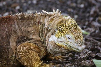 Se trataba de cinco iguanas doradas y tortugas de diferentes tamaños.