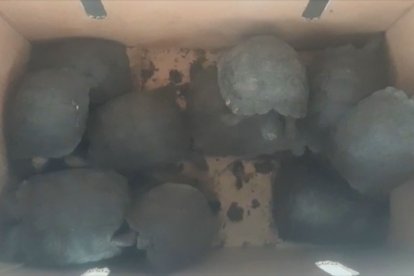 Iguanas doradas y 84 tortugas encontradas en embarcación pasaron a custodia del Ministerio d