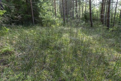 Recicladores dieron aviso a las autoridades sobre el hallazgo del cuerpo del NN.