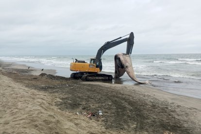 Maquinaria del municipio recogió la ballena varada que fue enterrada.