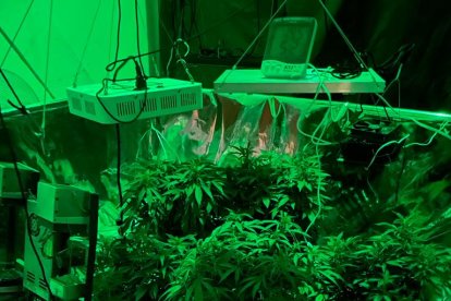 Estas fueron las plantas que requisaron los policías en la casa de José. El detenido es activista social y no tiene antecedentes.