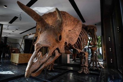 El esqueleto de un dinosaurio de hace 77 millones de años, a subasta en EEUU
