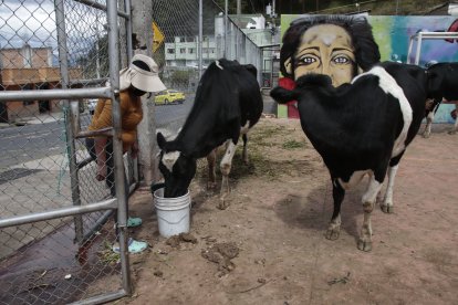Los vecinos se turnan para darles de comer y limpiar sus excrementos.