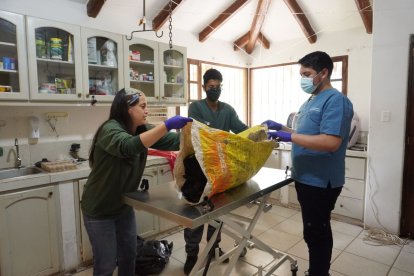 El cadáver del cóndor hembra permanece en el zoo de Quito, mientras se le realiza la necropsia.