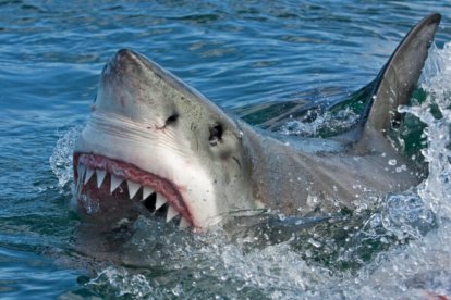 Un hombre de Florida es atacado por un tiburón de casi dos metros