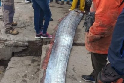 Un pez remo de 5.8o metros fue capturado el lunes 11 de julio en Arica, Chile. Desde entonces surgieron miles de comentarios sobre su 'maléfica advertencia'.