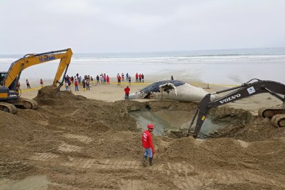 El hecho alarmó a nativos y turistas. El animal fue sepultada en el mismo sitio.