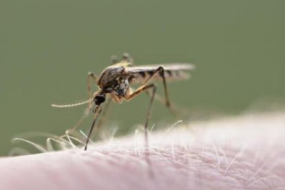 Más de 20 muertos por brote de encefalitis japonesa en el noreste de la India