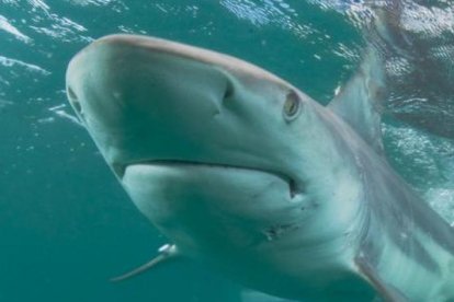 Una mujer es atacada por un tiburón en las costas de Florida