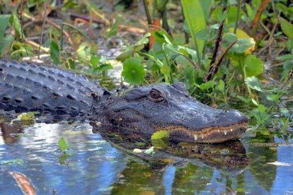 Sacrifican a los 2 caimanes que mataron a un anciana de 80 años en Florida