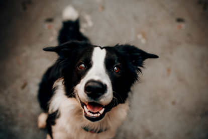 El día del perro se celebra el 21 de julio de todos los años.