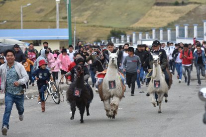 Diez niños compitieron montando sus llamas. Joel Guanotuña, el número 9, llegó en segundo lugar.