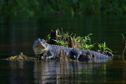 Un nuevo ataque de caimán en Florida deja herida a una niña de 13 años