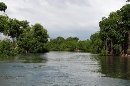 Alertan de que la Tierra ha perdido un tercio de los manglares que existían