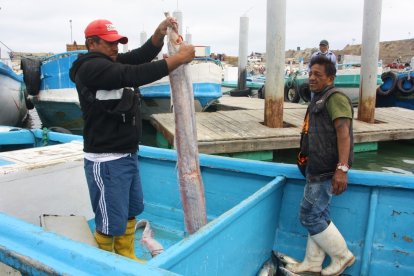 Después de haber despertado mucha curiosidad, el pez remo fue fileteado.