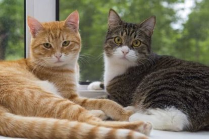 Las hormonas y el microbioma influyen en que los gatos puedan vivir en grupo