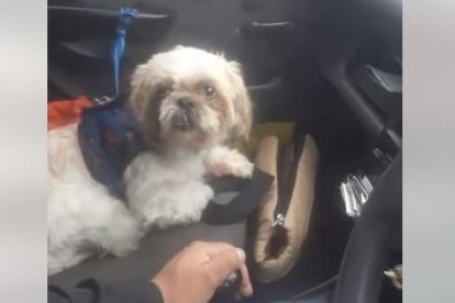 Colombia: Abandonaron a perrito en un taxi con instrucciones y todo