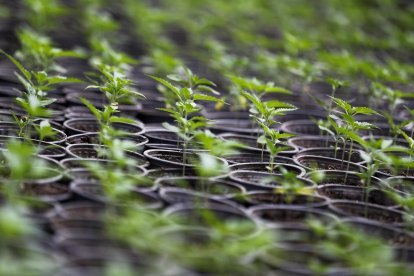 El cultivo de cannabis con fines medicinales es legal en Ecuador