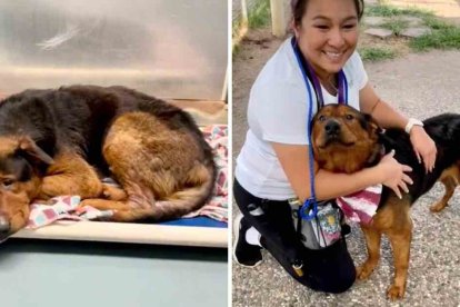 Estados Unidos: Adoptaron a un perrito antes de ser sacrificado