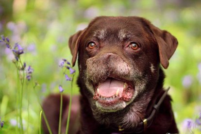 A pesar de que un perrito perdió la nariz por el cáncer, es un 'boom' en las redes sociales