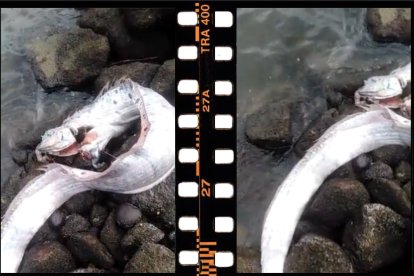 El video se ha viralizado en la red social Twitter