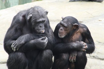 Los chimpancés, como los humanos, usan la comunicación para cooperar mejor