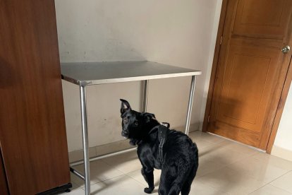 El perrito está siendo valorado por especialistas.