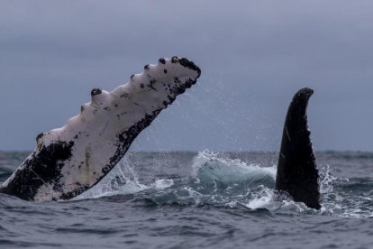 Las ballenas jorobadas llegan al mar ecuatorial por amor y por sus crías