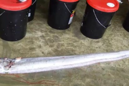 Este es el pez que apareció en Posorja.