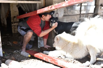 Carlos Gavela casi muere por salvar a sus perritos.