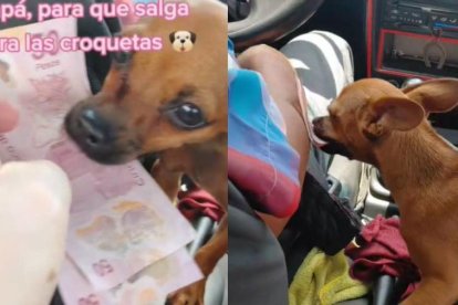 El animalito ayuda a su dueño a cobrar los pasajes.