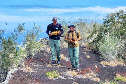 Iguanas de diversas edades fueron encontradas en un recorrido realizado por guardaparque en la isla Santiago.