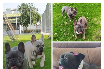 Cada uno costó  3.500 dólares, pero su valor es más sentimental. Los canes no solo son de raza fina, también tienen exóticos colores que aumentan su cotización.