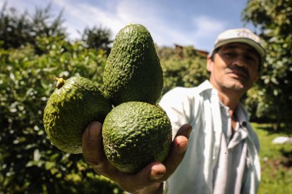 El aguacate tipo Hass está en franco crecimiento y sus réditos son muy atractivos para el agricultor.